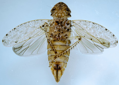 Paraphlepsius occidentalis