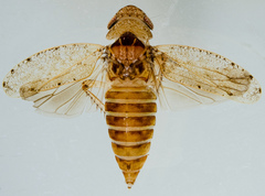 Paraphlepsius occidentalis