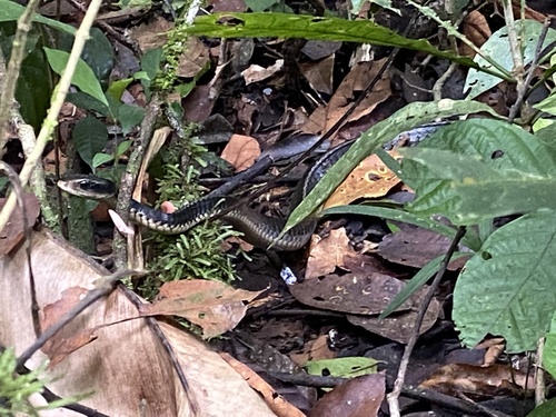 Photo of a Sipo (flavopictus) (Chironius flavopictus)