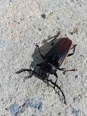Solenoptera