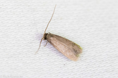 Phaeoses sabinella