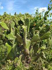 Opuntia