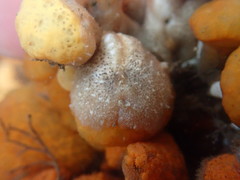 Pseudoceros canadensis