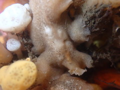 Pseudoceros canadensis