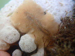 Pseudoceros canadensis