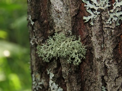 Ramalina vogulica