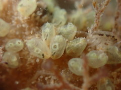 Perophoridae