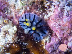 Phyllidia picta