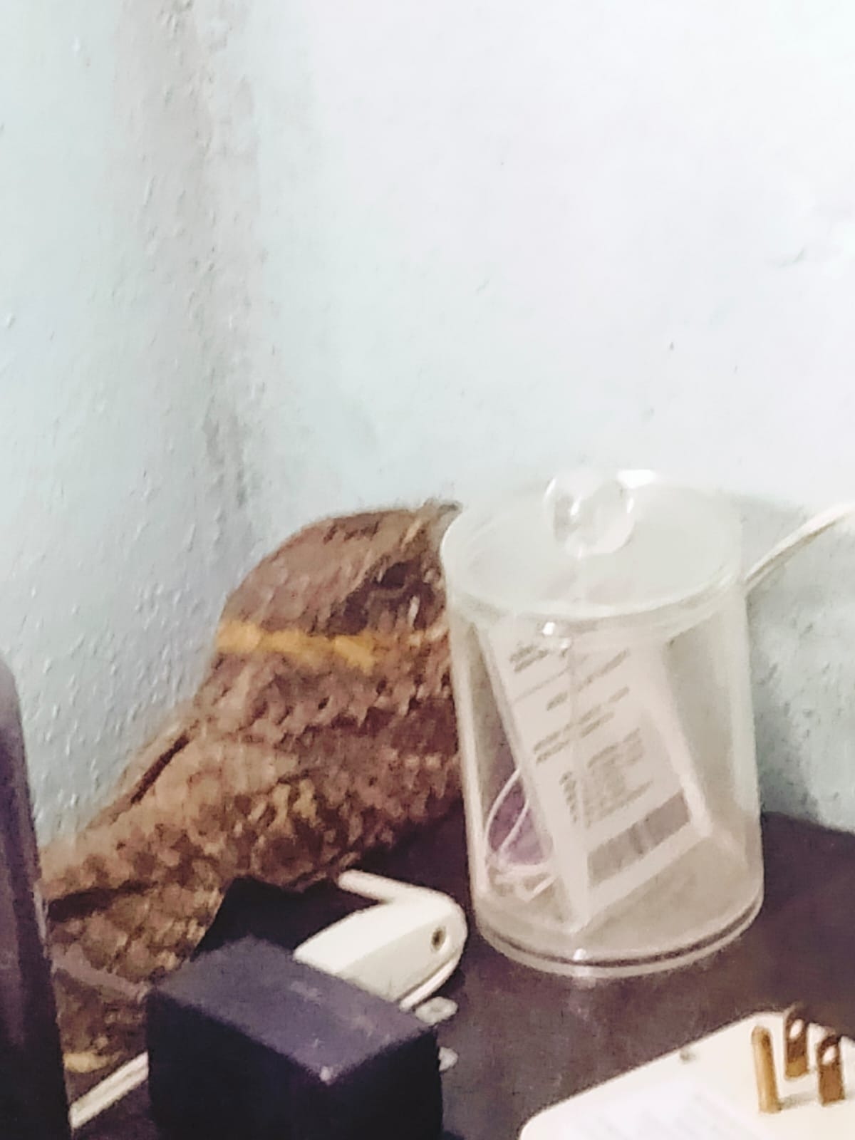 Buff-collared Nightjar illustration