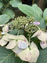 Angiospermae