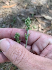 Plantago debilis