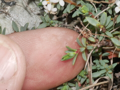 Pimelea prostrata seismica