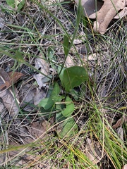 Plantago debilis
