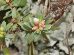 Pimelea prostrata seismica