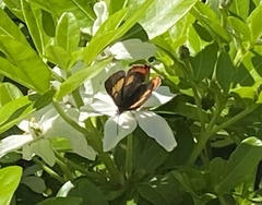 Pseudalmenus chlorinda