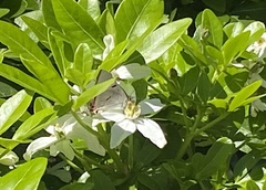 Pseudalmenus chlorinda