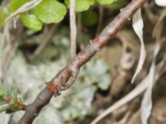 Pimelea prostrata seismica