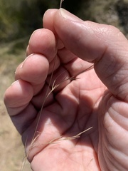 Aristida warburgii