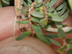 Pimelea prostrata seismica