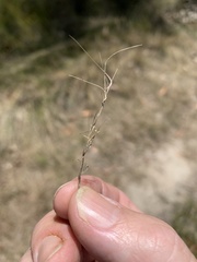 Aristida warburgii