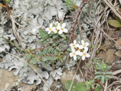 Pimelea prostrata seismica
