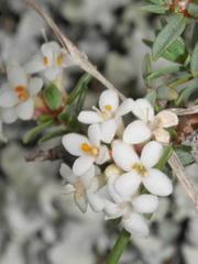 Pimelea prostrata seismica