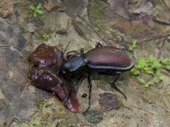 Carabus schoenherri