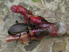 Carabus regalis