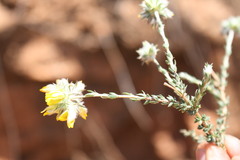 Aspalathus tridentata