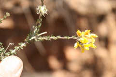 Aspalathus tridentata