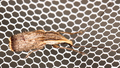 Ancylotropis waterhousei