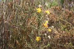 Aspalathus tridentata