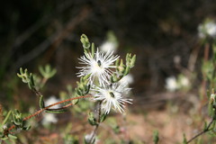 Drosanthemum calycinum