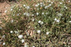 Drosanthemum calycinum