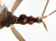 Hymenocoris formicinus