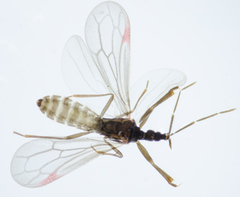 Hymenocoris formicinus