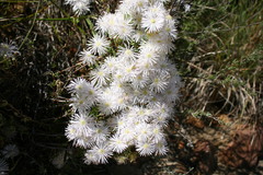 Lampranthus purpureus