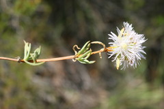 Lampranthus purpureus