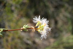 Lampranthus purpureus