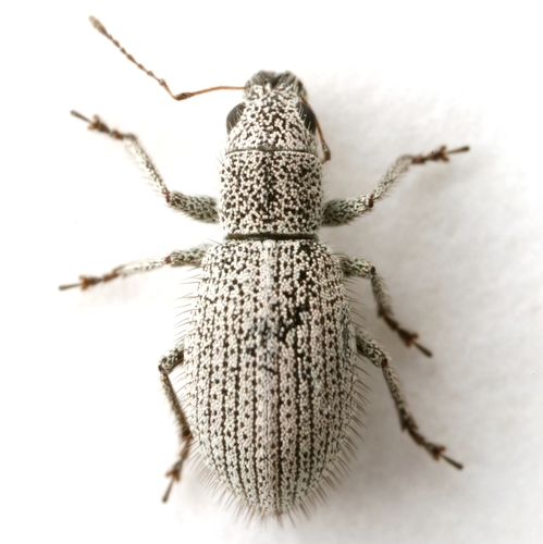 How to identify Mitostylus setosus (Sharp, 1911)