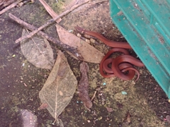 Coniophanes meridanus