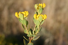 Rafnia amplexicaulis