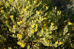 Rafnia amplexicaulis