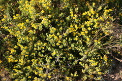 Rafnia amplexicaulis