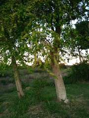 Phyllanthus chacoensis