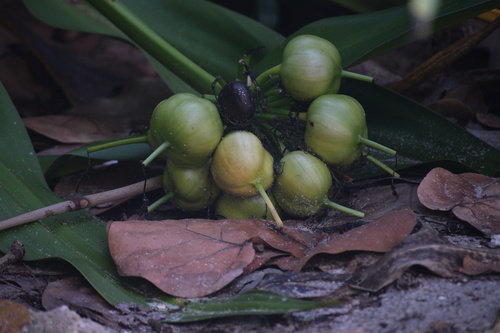 Crinum asiaticum