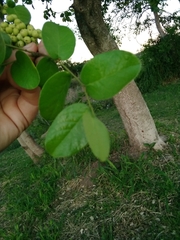 Phyllanthus chacoensis