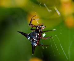 Micrathena raimondi