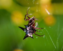 Micrathena raimondi