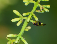 Eucharitinae